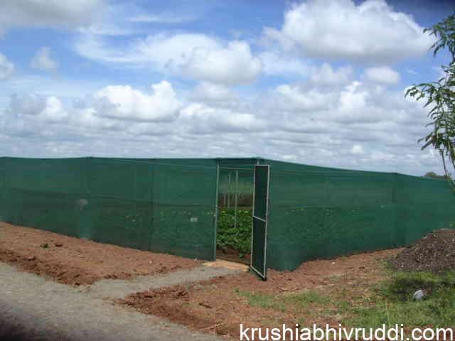 ಪಾಲೀ ಹೌಸ್ ಬೇಕಾಗಿಲ್ಲ – ನೆರಳು ಮನೆಯೇ ಸಾಕು. Shade net house