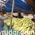 ಚನ್ನರಾಯಪಟ್ನದ ಸೌತೆ ಕಾಯಿ