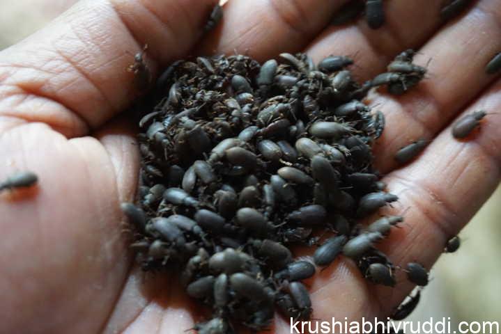 ಹಳ್ಳಿಯ ಮನೆಗಳಲ್ಲಿ ರಾಶಿ ರಾಶಿ ದುಂಬಿ