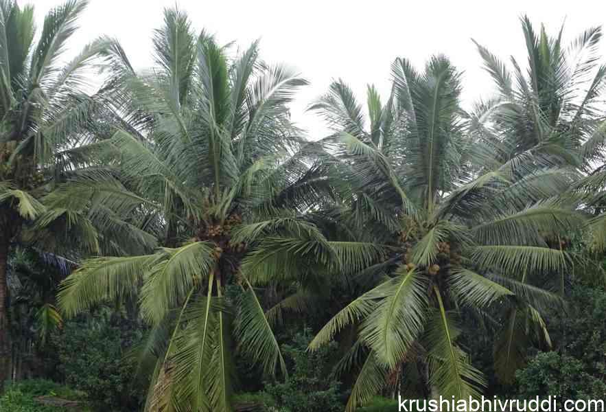 ತೆಂಗಿನ ಮರಗಳು