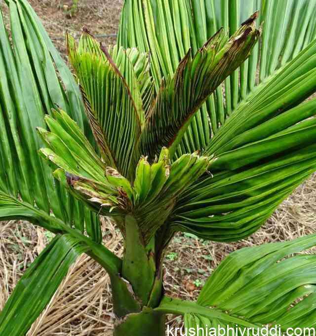 ಅಡಿಕೆ ಮರದ ಸುಳಿ ಬಂದ್ ರೋಗ ನಿವಾರಣೆ