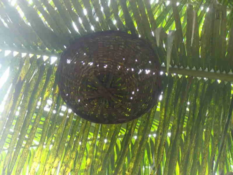 ತೆಂಗಿನ ಮರ ಏರುವ ಇಲಿ ನಿಯಂತ್ರಣ ವಿಧಾನ