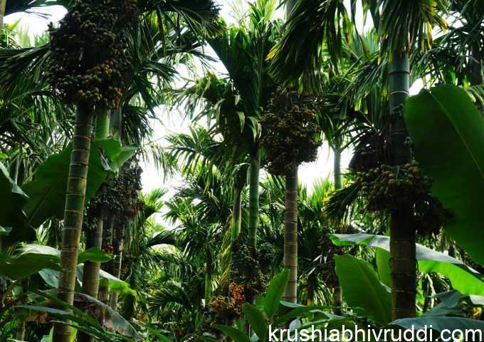 ಉತ್ತಮ ಇಳುವರಿ ಅಡಿಕೆ