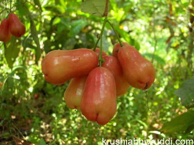 ತಿನ್ನಲು ಸಿಗದ ಈ ಹಣ್ಣುಗಳು- ಏನು ಪರಿಹಾರ? rose apple red