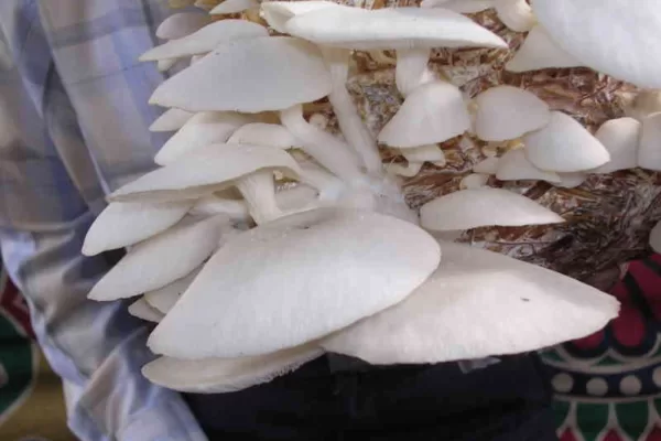 ಭತ್ತದ ಹುಲ್ಲಿನಲ್ಲಿ ಬೆಳೆಸಲಾದ ಅಣಬೆ
