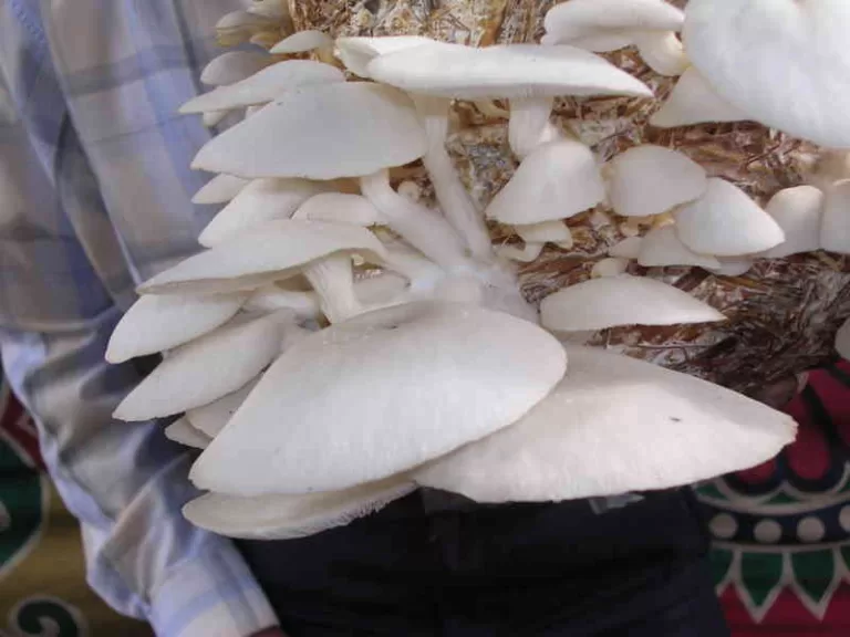 ಭತ್ತದ ಹುಲ್ಲಿನಲ್ಲಿ ಬೆಳೆಸಲಾದ ಅಣಬೆ