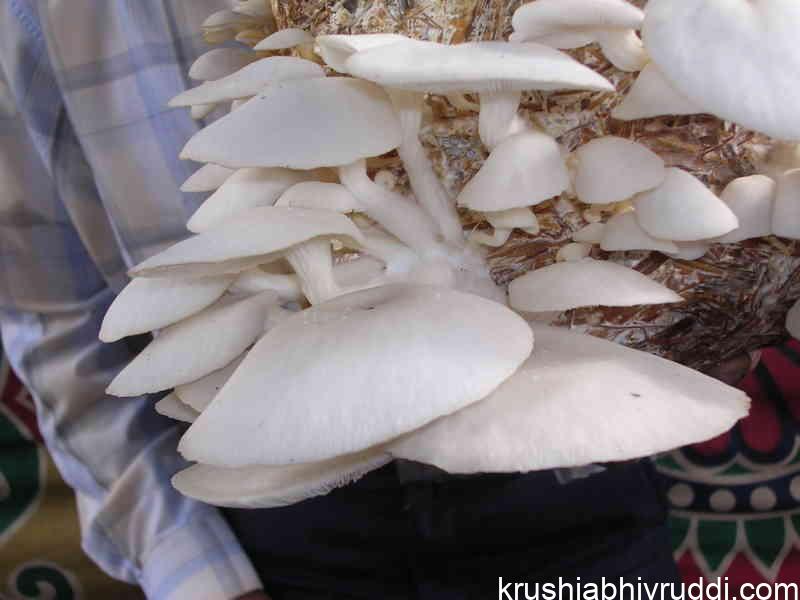 ಭತ್ತದ ಹುಲ್ಲಿನಲ್ಲಿ ಬೆಳೆಸಲಾದ ಅಣಬೆ