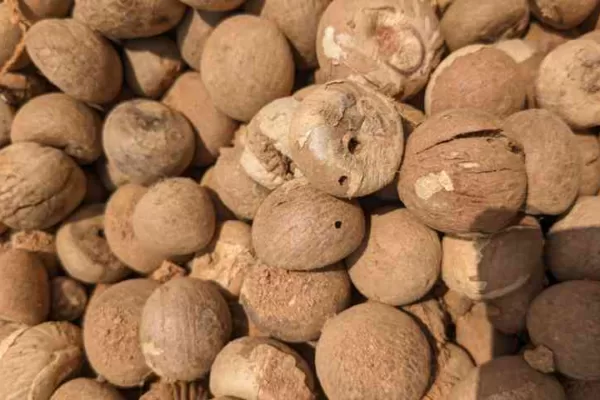 ಅಡಿಕೆ ಯಾಕೆ ಸುರಿ ಬೀಳುತ್ತದೆ