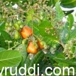 ಮೈದಾನ ಪ್ರದೇಶಕ್ಕೆ ಹೊಂದುವ ನೀರಾವರಿ ಬೇಕಾಗದ ಗೋಡಂಬಿ ತಳಿಗಳು.