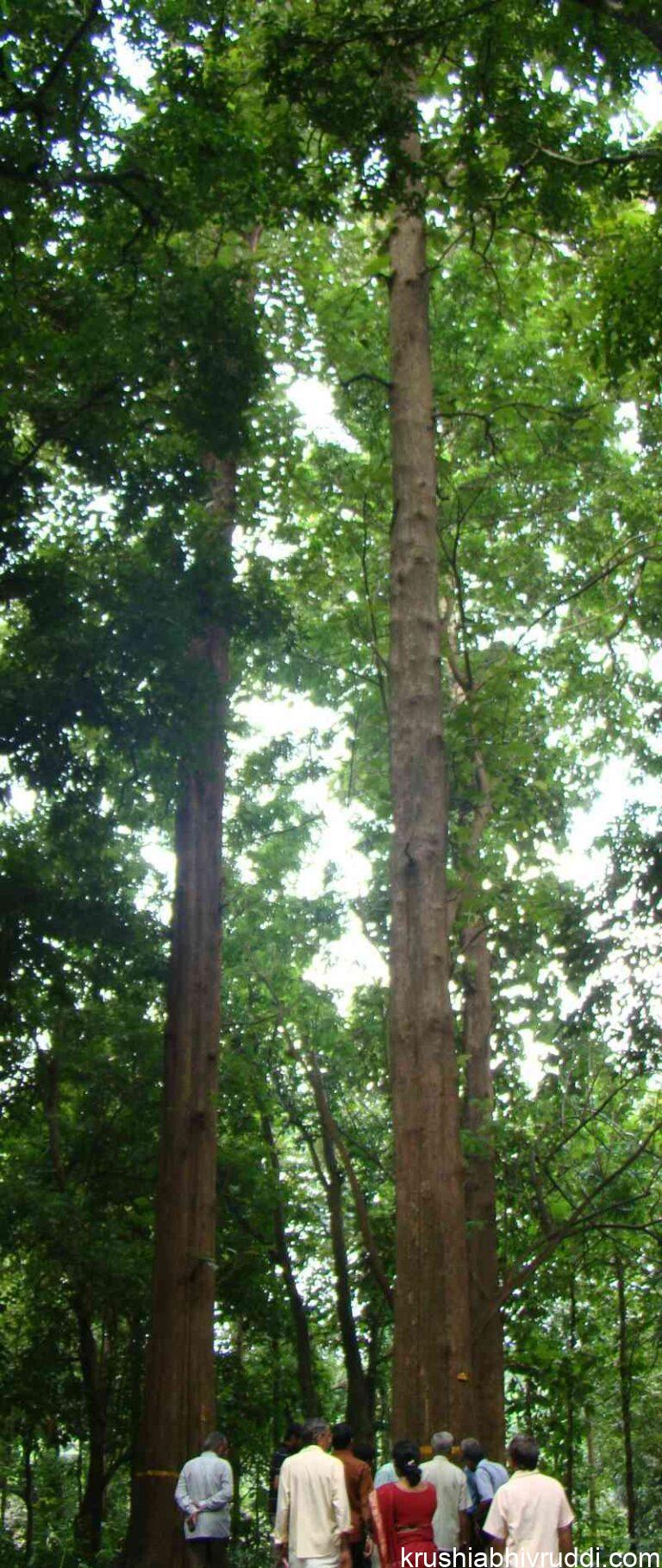 ಹತ್ತಾರು ಲಕ್ಷ ಬೆಲೆಬಾಳುವ ಸಾಗುವಾನಿ ಮರ.