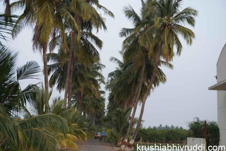 coconut in close dense