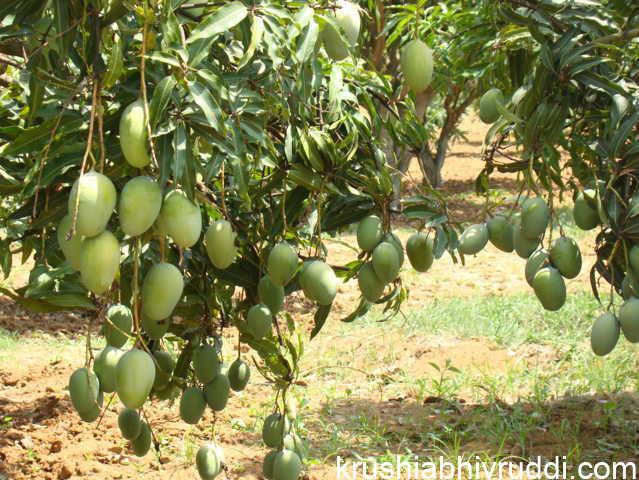 ಮಾವು ಸ್ಪೆಶಲ್ ಬಳಸಿದ ಮಾವು