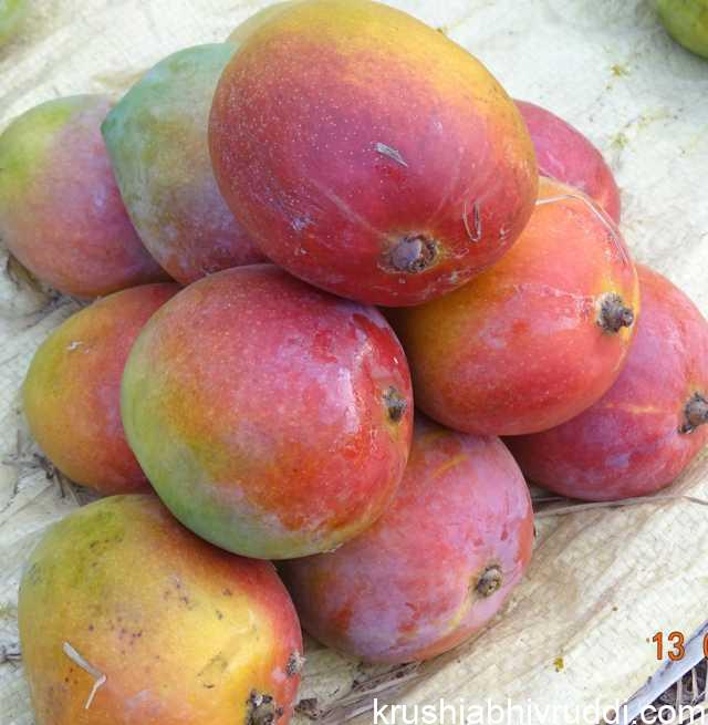 ಮಾವಿನ ಹಣ್ಣು