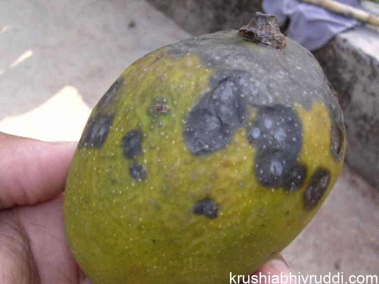 ಮಾವಿನ ಹಣ್ಣು ಈ ರೀತಿ ಆದರೆ ಅದು ಕೊಳೆಯುವ ಪ್ರಾರಂಭಿಕ ಹಂತ