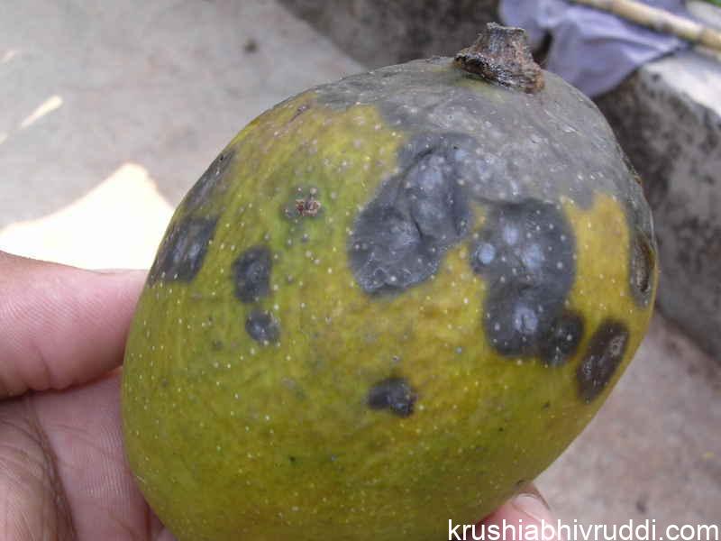 ಮಾವಿನ ಹಣ್ಣು ಈ ರೀತಿ ಆದರೆ ಅದು ಕೊಳೆಯುವ ಪ್ರಾರಂಭಿಕ ಹಂತ
