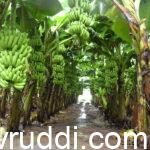 ಅಧಿಕ ಸಾಂದ್ರದಲ್ಲಿ ಬೆಳೆದ ಬಾಳೆ ಗೊನೆಯ ನೋಟ