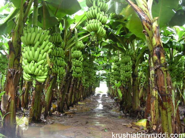 ಅಧಿಕ ಸಾಂದ್ರದಲ್ಲಿ ಬೆಳೆದ ಬಾಳೆ ಗೊನೆಯ ನೋಟ