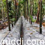 Mulching to whole ground