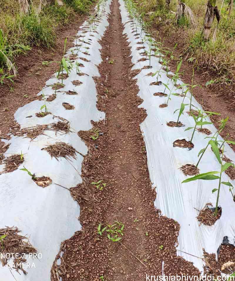 ploy mulch of ginger