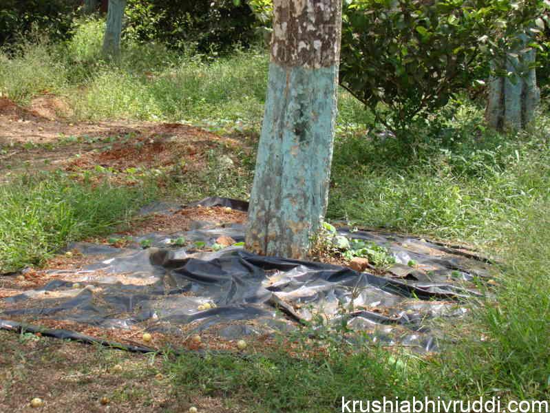 mulching for water saving