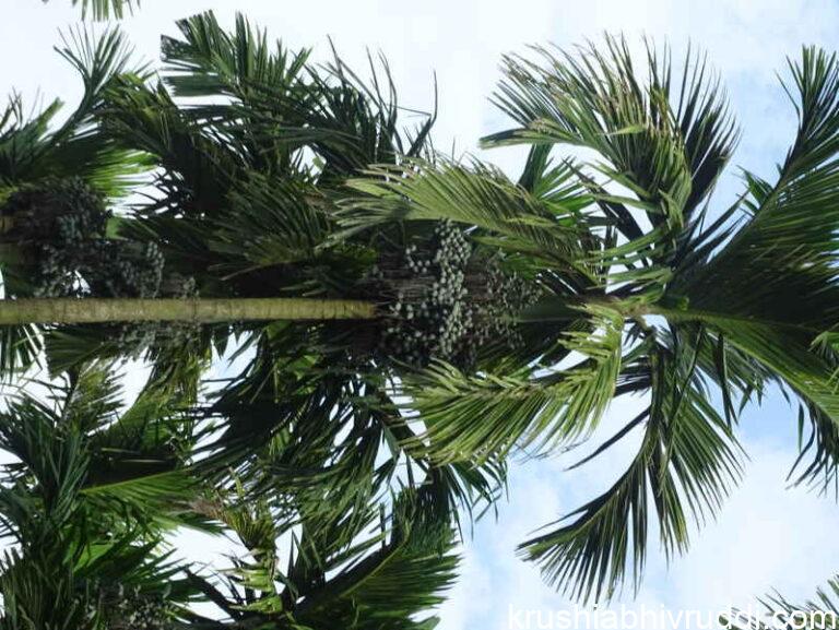 ಸಾರಜನಕ – ಸಸ್ಯ ಬೆಳವಣಿಗೆಯ ಟಾನಿಕ್.