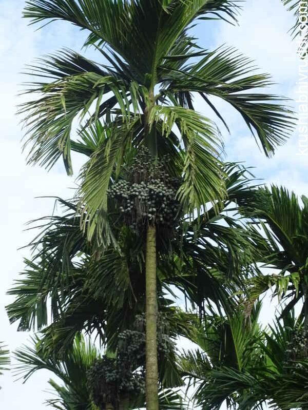 ಸಮತೋಲನ ಗೊಬ್ಬರ ಕೊಟ್ಟ ಮರದ ಲಕ್ಷಣ