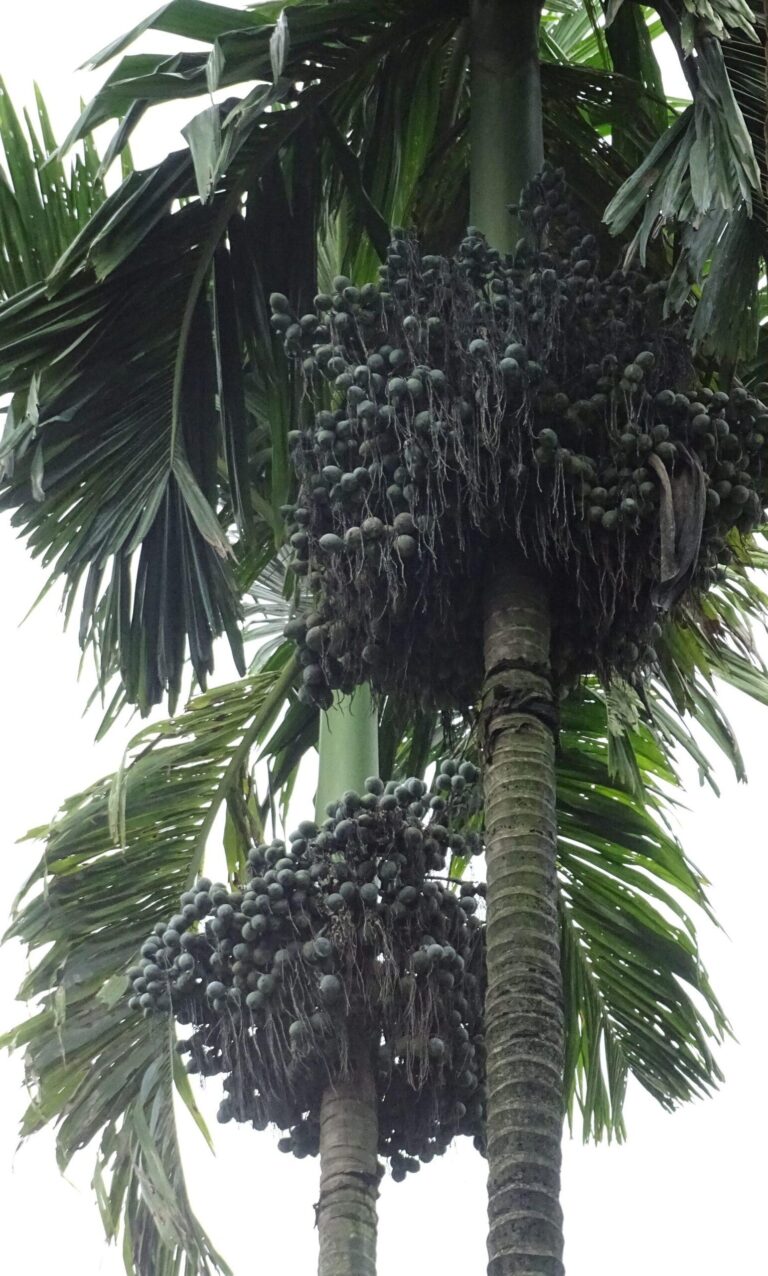 ಬೋರ್ಡೋ ಸಿಂಪಡಿಸುವಾಗ ಸ್ಪ್ರೆಡ್ಡರ್ ಬಳಕೆ ಬೇಕೇ, ಬೇಡವೇ?