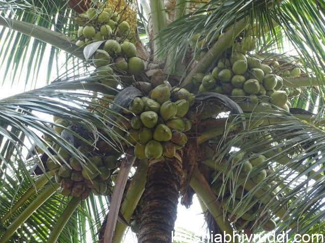 ಉತ್ತಮ ಇಳುವರಿಯ ತೆಂಗು