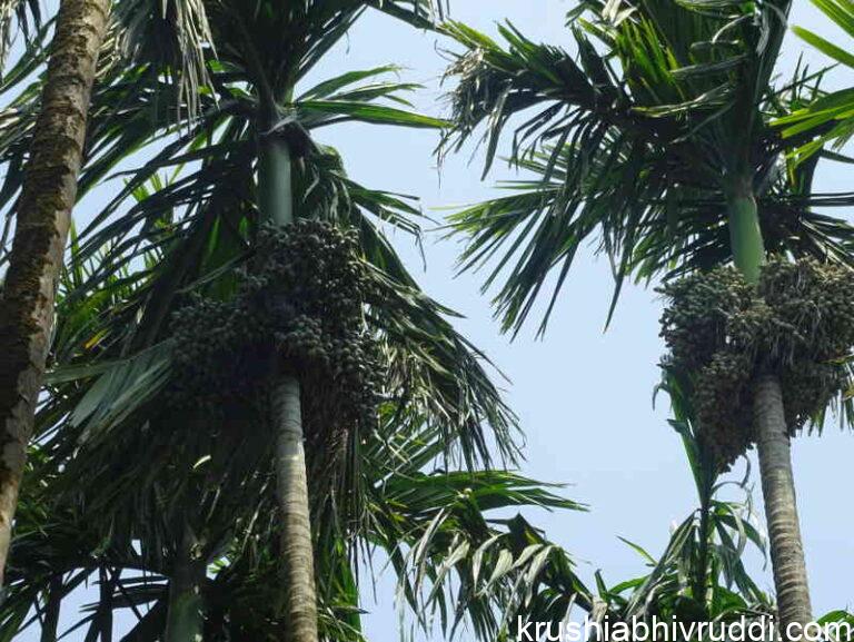 ಫಸಲು ಕೊಡುವ ಅಡಿಕೆ ಮರ