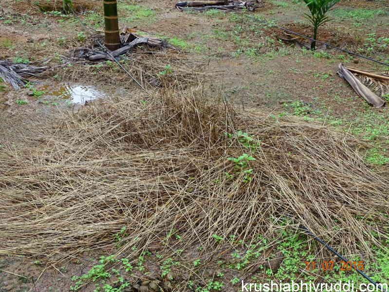 ಕಳೆನಾಶಕ ಬಳಸಿ ಸಾಯಿಸಿದ ಹುಲ್ಲು