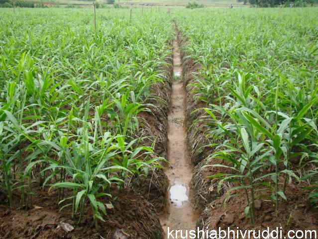 ಶುಂಠಿ ಹೊಲ