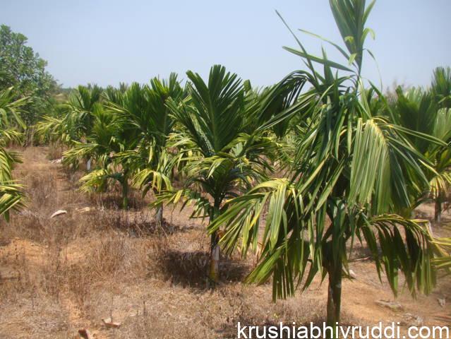 2 ವರ್ಷದ  ಅಡಿಕೆ ಸಸಿಗಳಿಗೆ ಗೊಬ್ಬರದ ಪ್ರಮಾಣ.