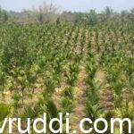 one year areca plant