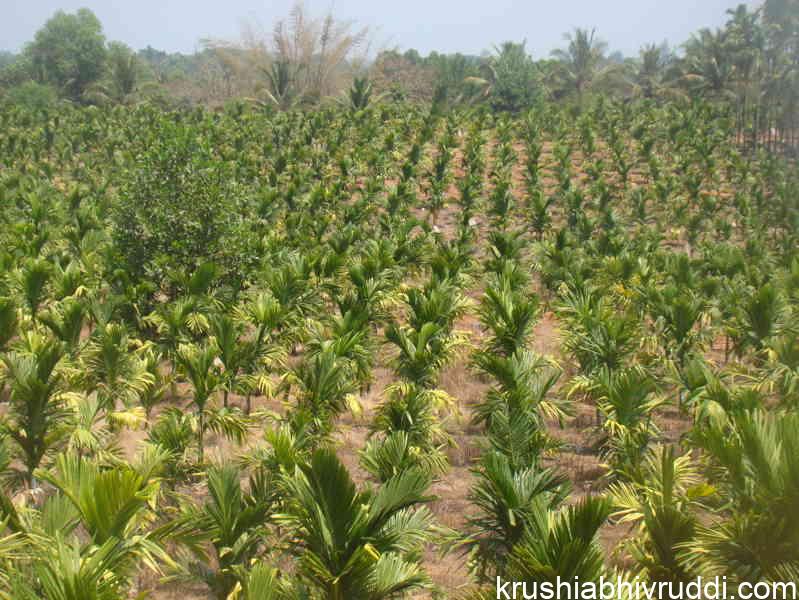 one year areca plant