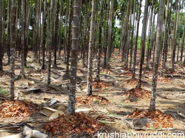 areca garden with out tilling