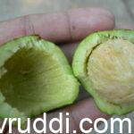 ಆಮಟೆ ಕಾಯಿ ಒಡೆದದ್ದು