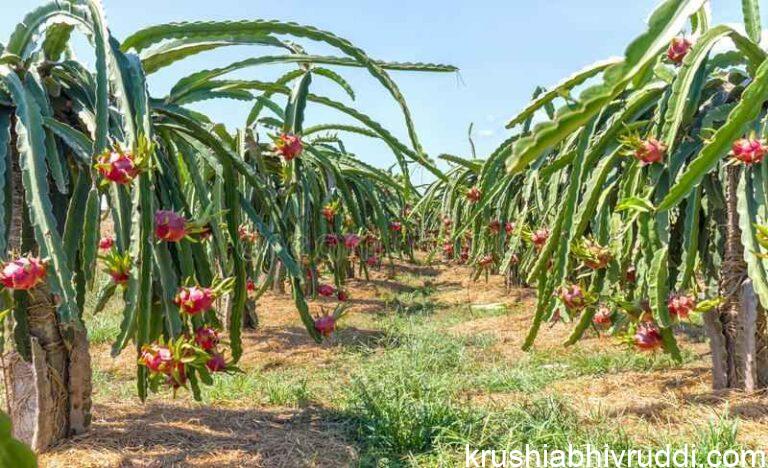 ಕನ್ನಡ ನಾಡಿಗೆ ಹೊಸ ಹಣ್ಣಿನ ಬೆಳೆ- ಡ್ರ್ಯಾಗನ್ ಫ್ರೂಟ್.