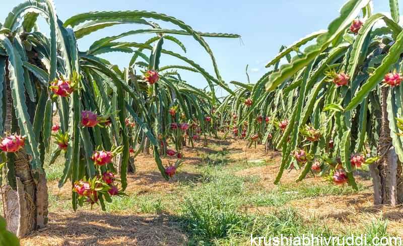 Dragon fruit