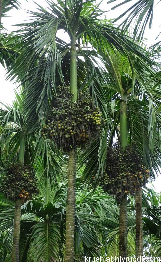 ರಾಸಾಯನಿಕ + ಸಾವಯವ ಎರಡು ಬಳಸಿ ಇಳುವರಿ
