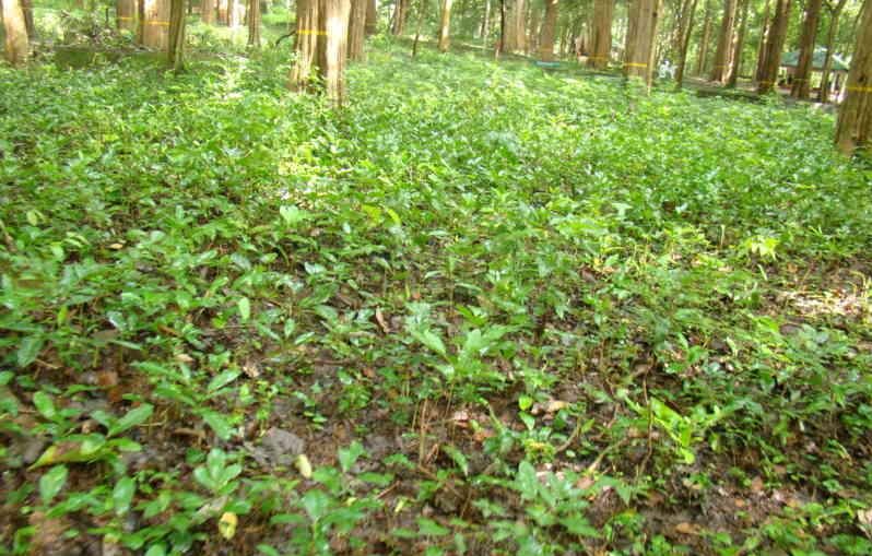 ಸಾಗುವಾನಿ ಮರದ ಬುಡದಲ್ಲಿ   ಫಲವತ್ತತೆ