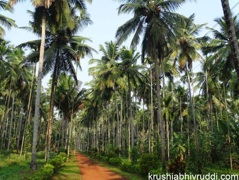 ಚೆನ್ನಾಗಿ ಬಿಸಿಲು ಪಡೆಯುವ ತೆಂಗಿನ ಮರಗಳು.