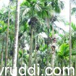 ಬೋರ್ಡೋ ದ್ರಾವಣ ಸಿಂಪರಣೆ