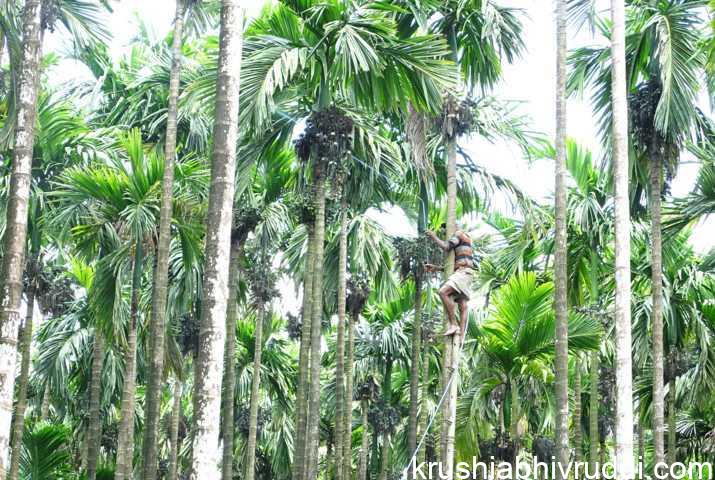 ಬೋರ್ಡೋ ದ್ರಾವಣ ಸಿಂಪರಣೆ
