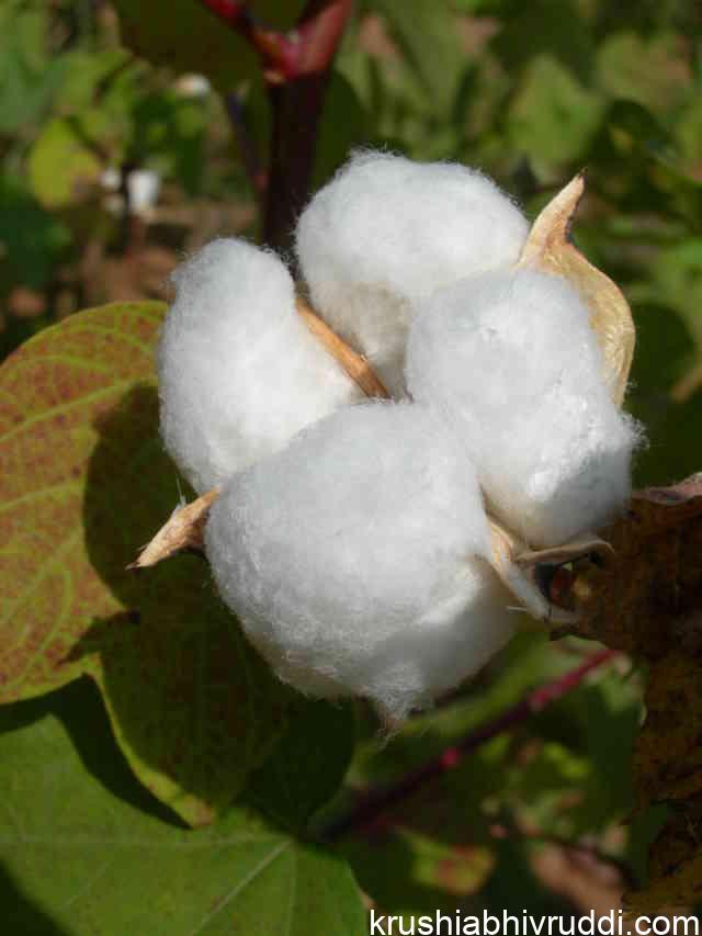 cotton