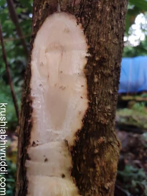 ತೊಗಟೆ ತೆಗೆದ ಮದ್ದಾಲೆ