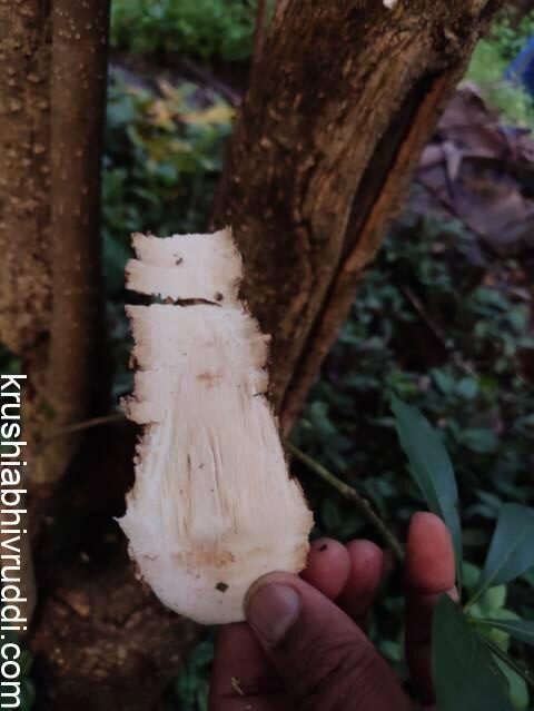 ಮದ್ದಾಲೆ ತೊಗಟೆ