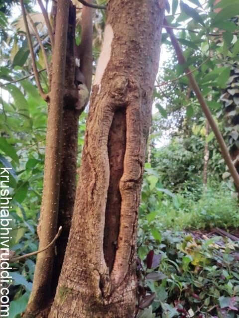 ತೊಗಟೆ ತೆಗೆದು ಮರ ಟೊಳ್ಳು