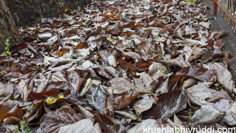 ಸಾಗುವಾನಿ ಮರದ ಬುಡದಲ್ಲಿ ಒಣ ಸೊಪ್ಪು