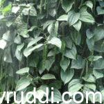 ರೋಗ ಸೋಂಕು ರಹಿತ ಬಳ್ಳಿ