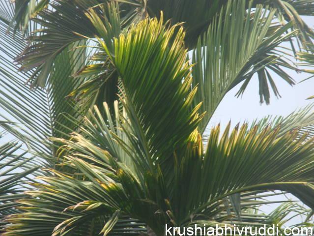 ಅಡಿಕೆ ಗರಿಯಲ್ಲಿ ಸೂಕ್ಷ್ಮ ಪೋಷಕದ ಕೊರತೆ ಲಕ್ಷಣ